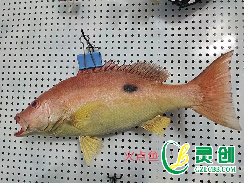 火點(diǎn)魚(yú)標(biāo)本